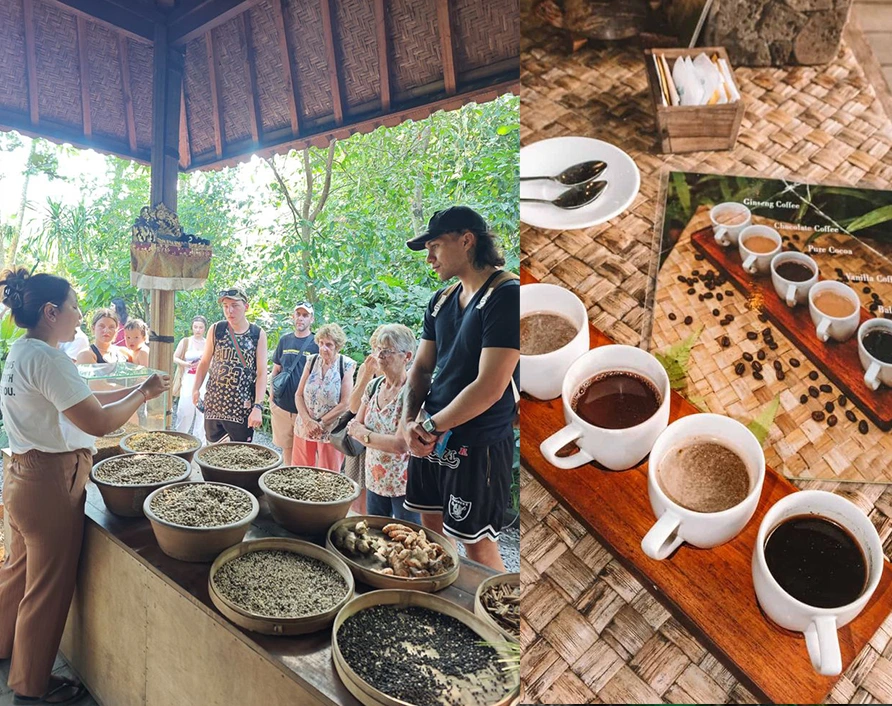 Coffee plantation experience in Ubud Bali