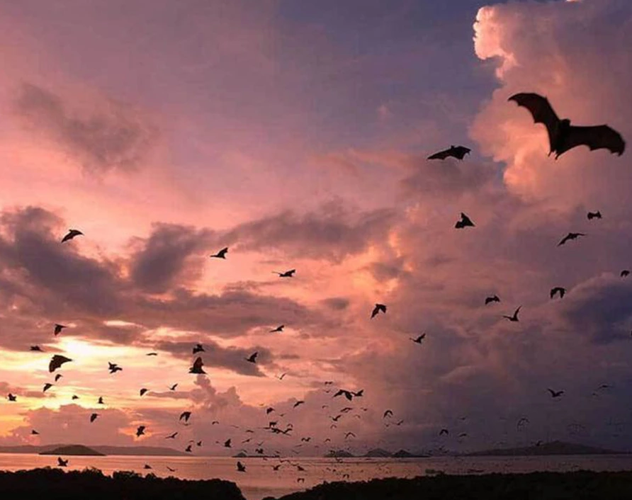 Kalong Island – witness thousands of flying foxes emerging at sunset, a magical highlight of your Komodo tours and Private Komodo Cruise from Labuan Bajo.