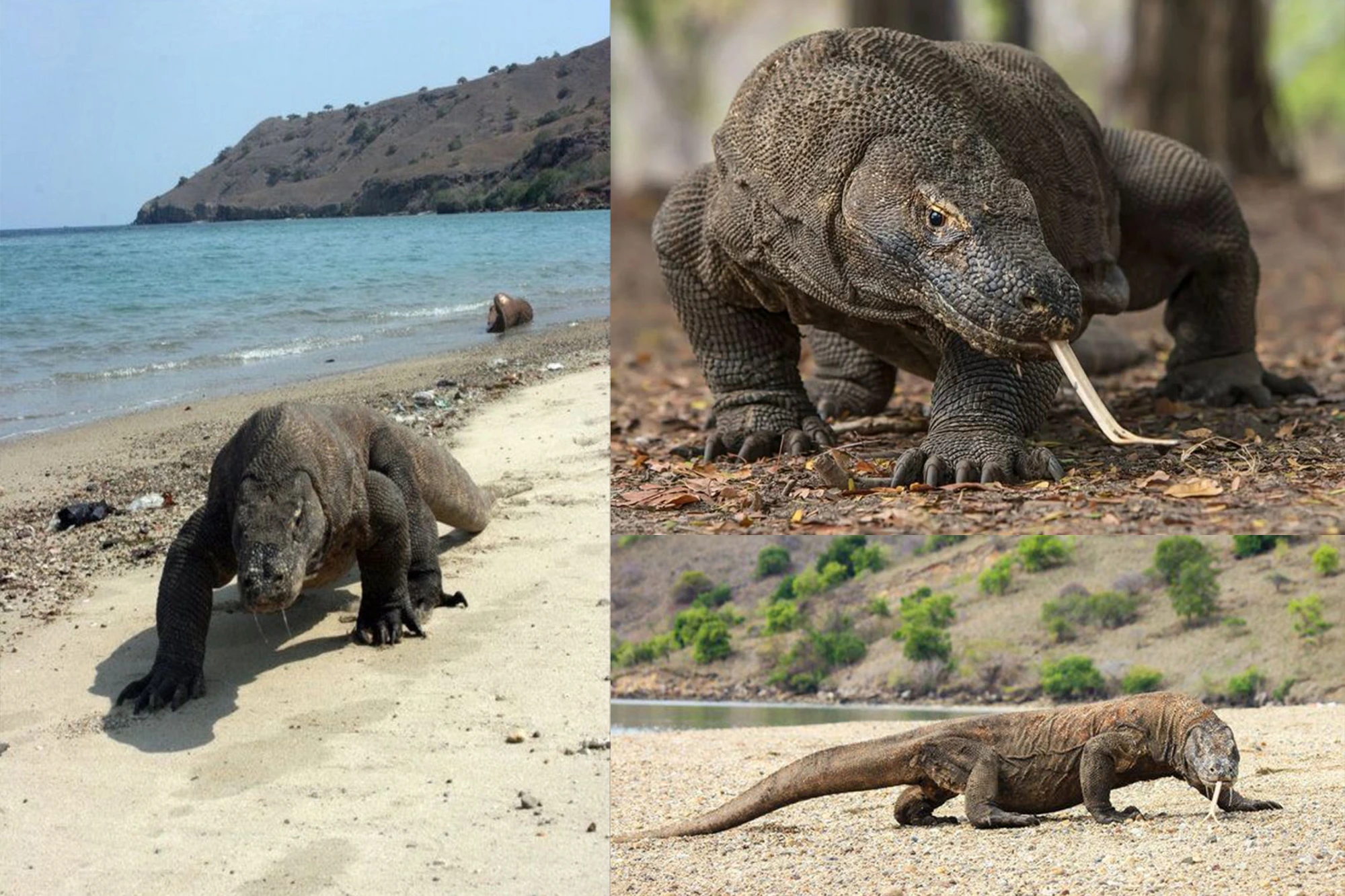 Komodo dragon trekking tour on Komodo Island