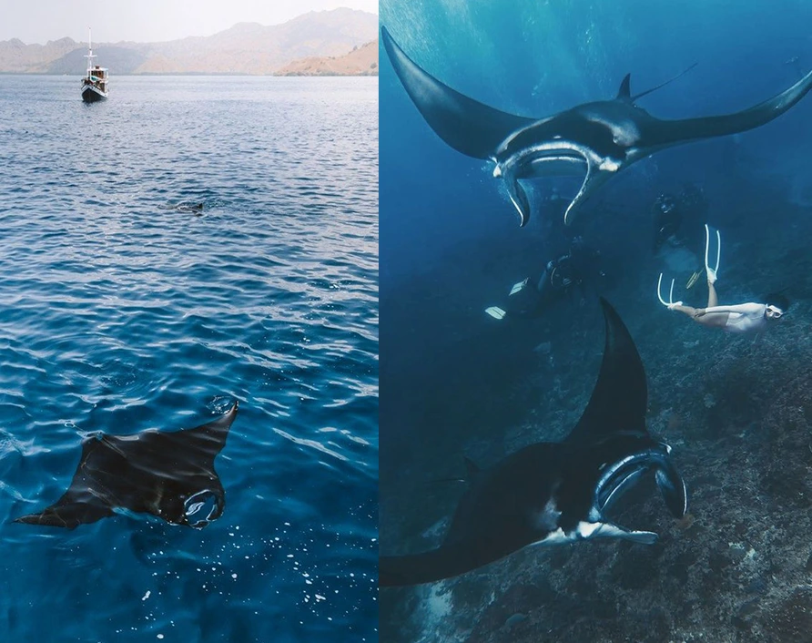 Manta Point – swim and snorkel with majestic manta rays guided by your local Komodo tour expert