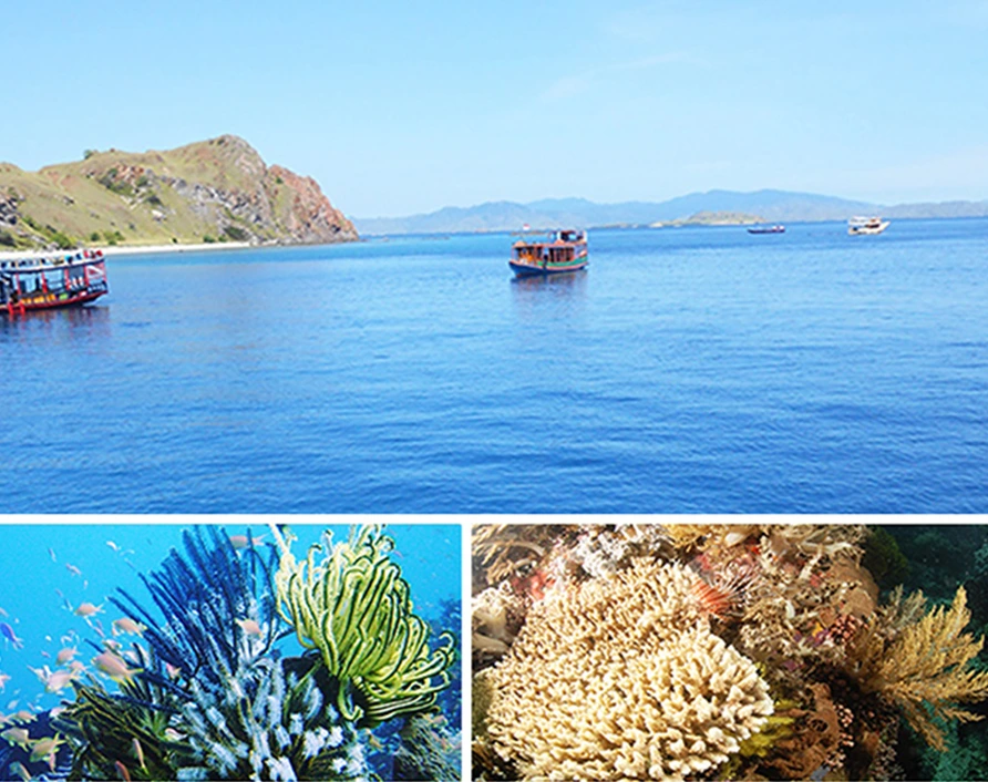 Sebayur Island – a peaceful snorkeling haven with vibrant coral reefs on your Komodo Private Tour from Labuan Bajo